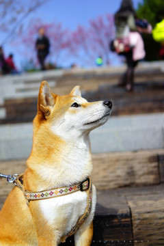 秋田犬老厦