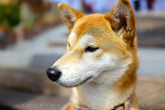 秋田犬老厦