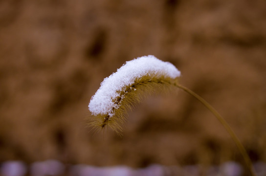 雪