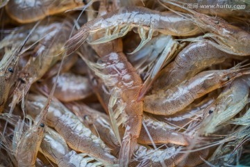 河虾特写