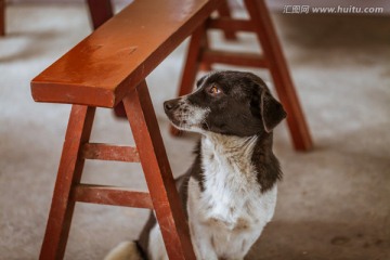 中华田园犬