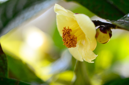 金茶花