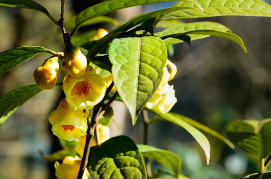 金茶花