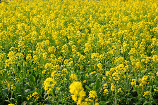 油菜花