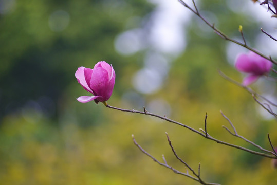 玉兰花