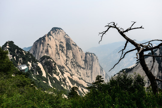 华山枯松