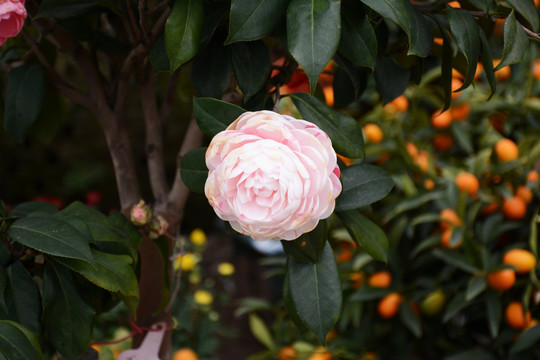 山茶花花卉