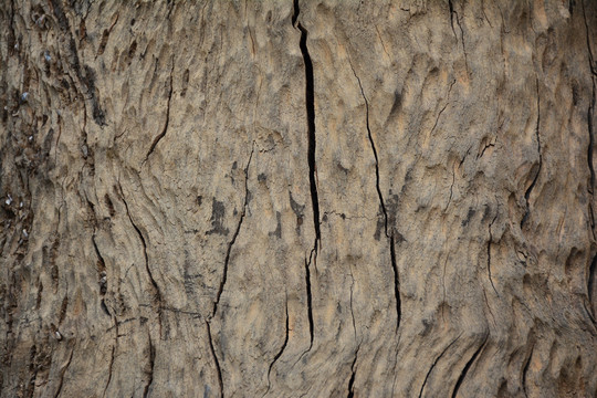 老树树皮裂纹纹理年轮素材材质