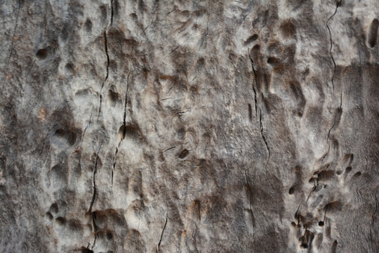 老树树皮裂纹纹理年轮木纹素材