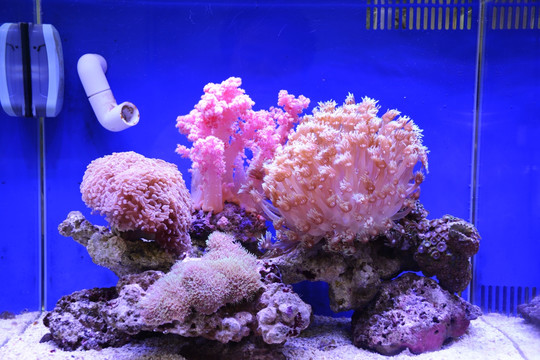 水族珊瑚海水缸鱼缸