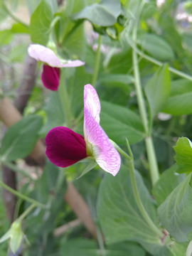 花 荷兰豆花