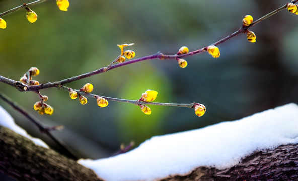 腊梅 寒梅傲雪（高清）