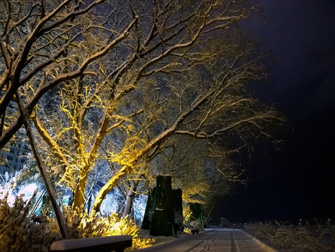 雪夜银枝