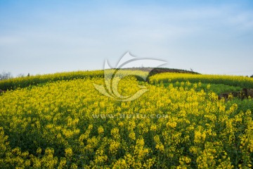 简阳乡村油菜花