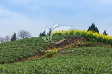 简阳乡村油菜花