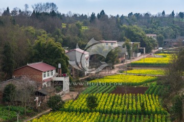 四川简阳乡村油菜花