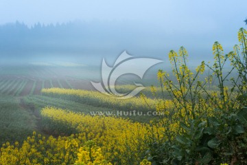 简阳乡村油菜花雾景