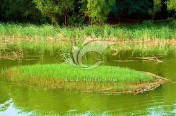 水中青青草