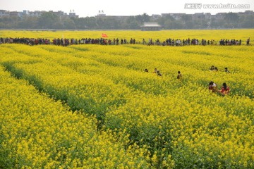 油菜花