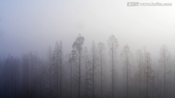 雾霾中的杉树林