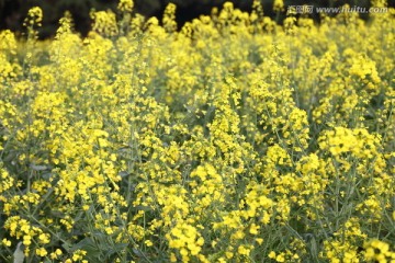 油菜花