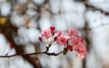 垂丝海棠