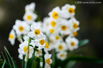 水仙花