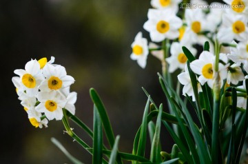 水仙花