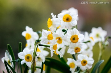 水仙花