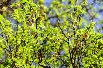 梅花谢了发新芽