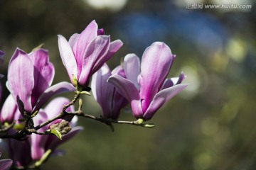 玉兰花 高清壁纸