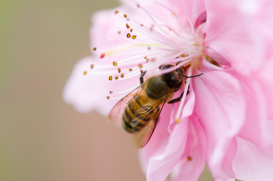 蜜蜂与花