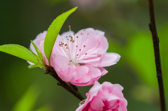 盛开的桃花