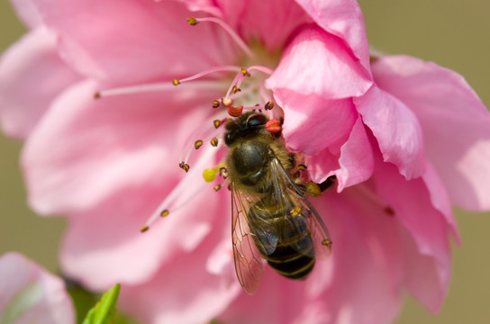 蜜蜂与花