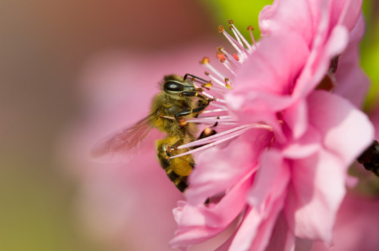 蜜蜂与花