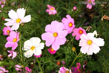 野外菊花