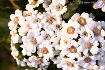 白色菊花