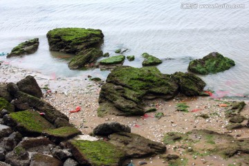 石岩海苔