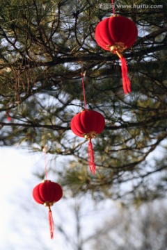 黄山松春节装饰