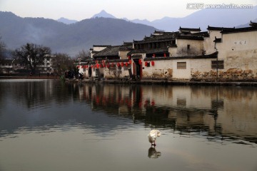 宏村南湖水鸭