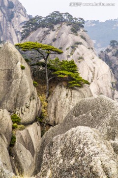 黄山松