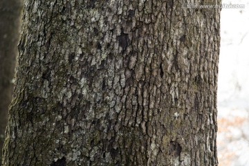 粗糙树皮
