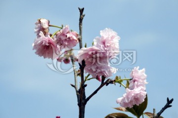 樱花图片