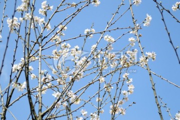 櫻花樹(shù)圖片