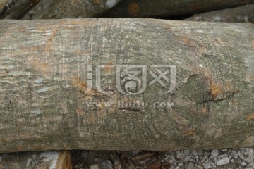 木纹理 木材 柴火 深林 木