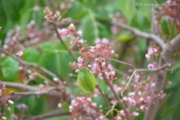 杨桃花