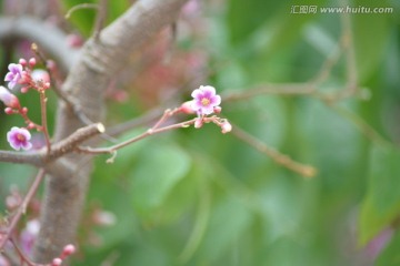 杨桃花