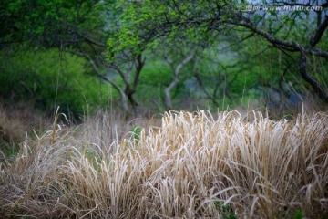 李树林茅草