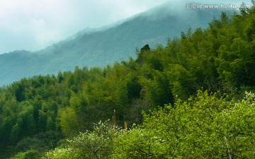 溪头村李树林竹海