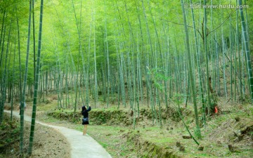 竹林小路